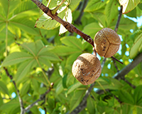 symbol_tree.png